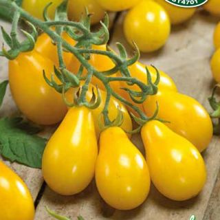 Домат чери жълти крушовидни / Pearshaped