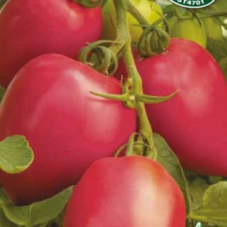 Домати тип ЕДРО РЪГБИ/JANGCY F1/ - 20бр.семена