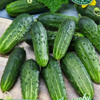 Корнишони Регина F1 /Regina F1/-1гр