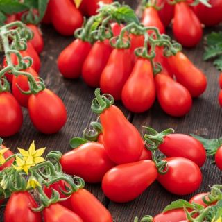 Домат чери червено крушовидно / Red Pear