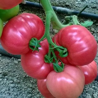 Домати F1 РОЗОВИ УСТОЙЧИВИ