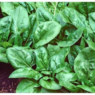 Спанак Матадор /Matador/-10гр