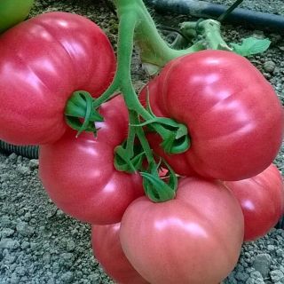 Домати F1 РОЗОВИ УСТОЙЧИВИ