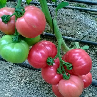 Домати F1 РОЗОВИ УСТОЙЧИВИ