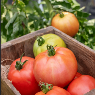 Домати тип ЕДРО РЪГБИ/JANGCY F1/ - 20бр.семена