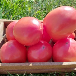 Домати тип ЕДРО РЪГБИ/JANGCY F1/ - 20бр.семена