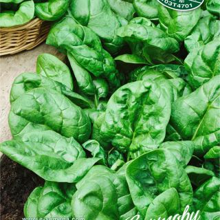 Спанак Матадор /Matador/-10гр Спанак Матадор /Matador/-10гр