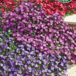 AUBRIETA MIX AUBRIETA MIX