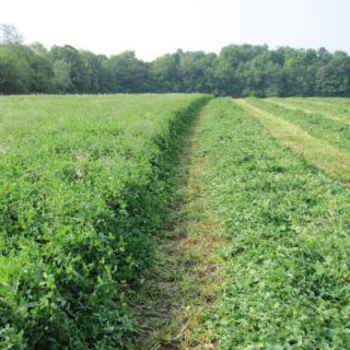 Червена детелина фуражна /Red Clover