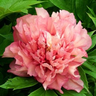 Дървовиден божур Itoh Hillary /Итох Хилари/