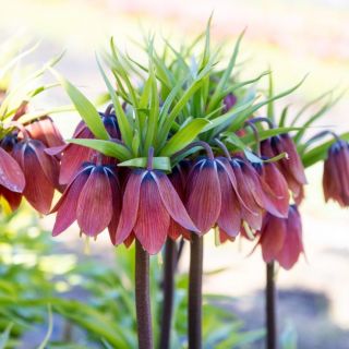 Frititllaria Red Beauty Фритилария кралска