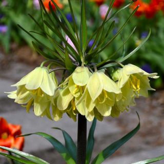 Frititllaria raddeana -единствената бяла кралска ароматна
