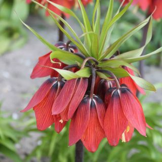 Frititllaria Red Beauty Фритилария кралска