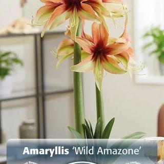 Амарилис SPECIE Wild Amazone /НОВ/