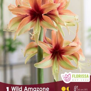 Амарилис SPECIE Wild Amazone /НОВ/