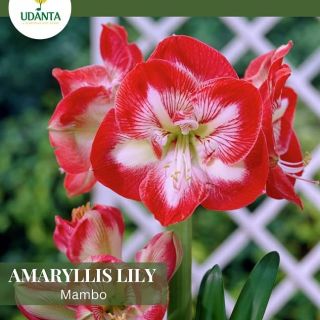 Амарилис Mambo /НОВО/